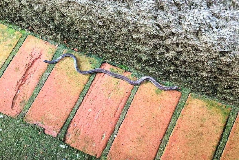 Cobras no Centro: chuva e calor propiciam animais peçonhentos fora do habitat, alerta Prefeitura