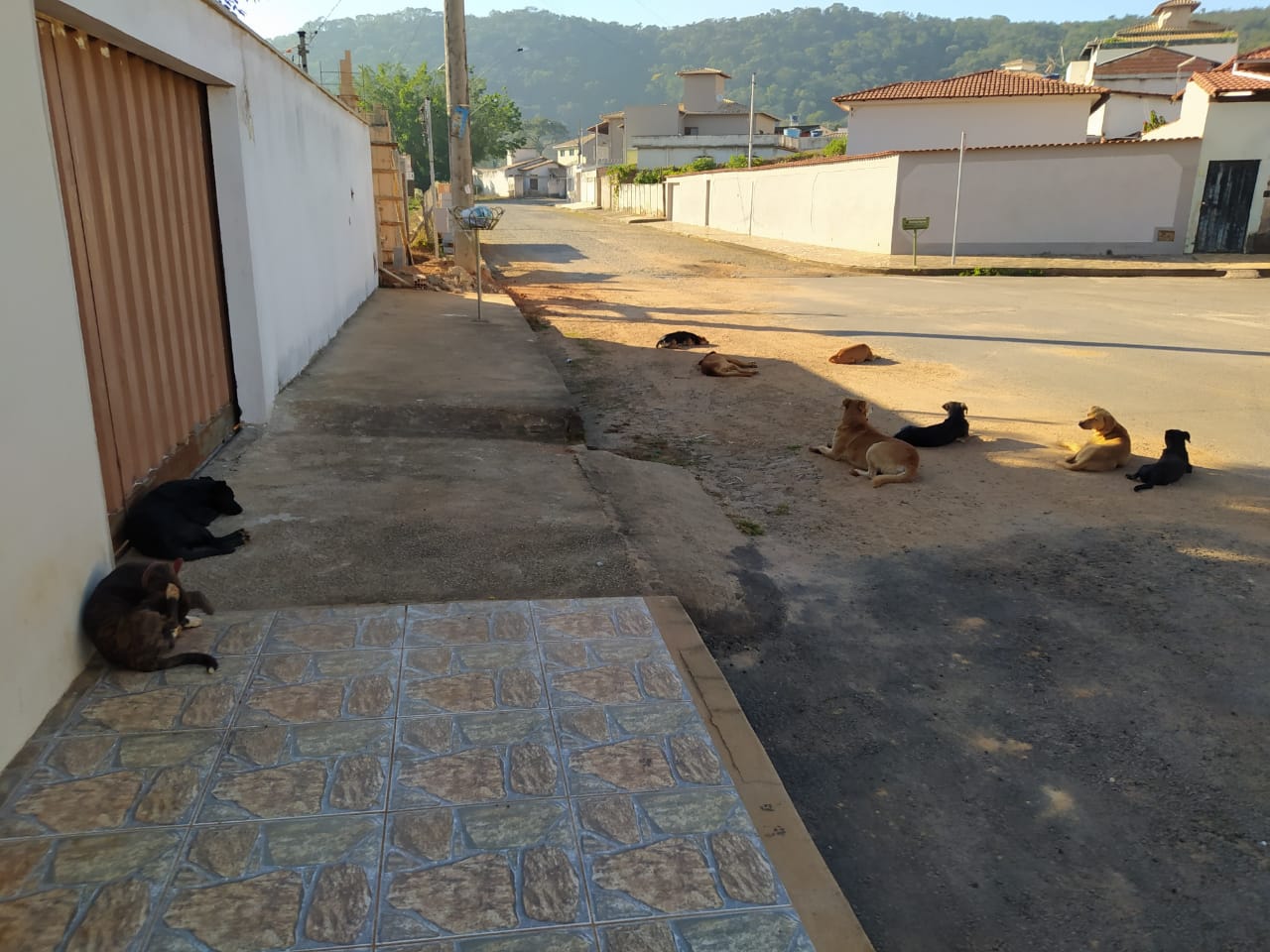 “Um verdadeiro canil”: morador denuncia abandono de cães no bairro Veredas; veja fotos!