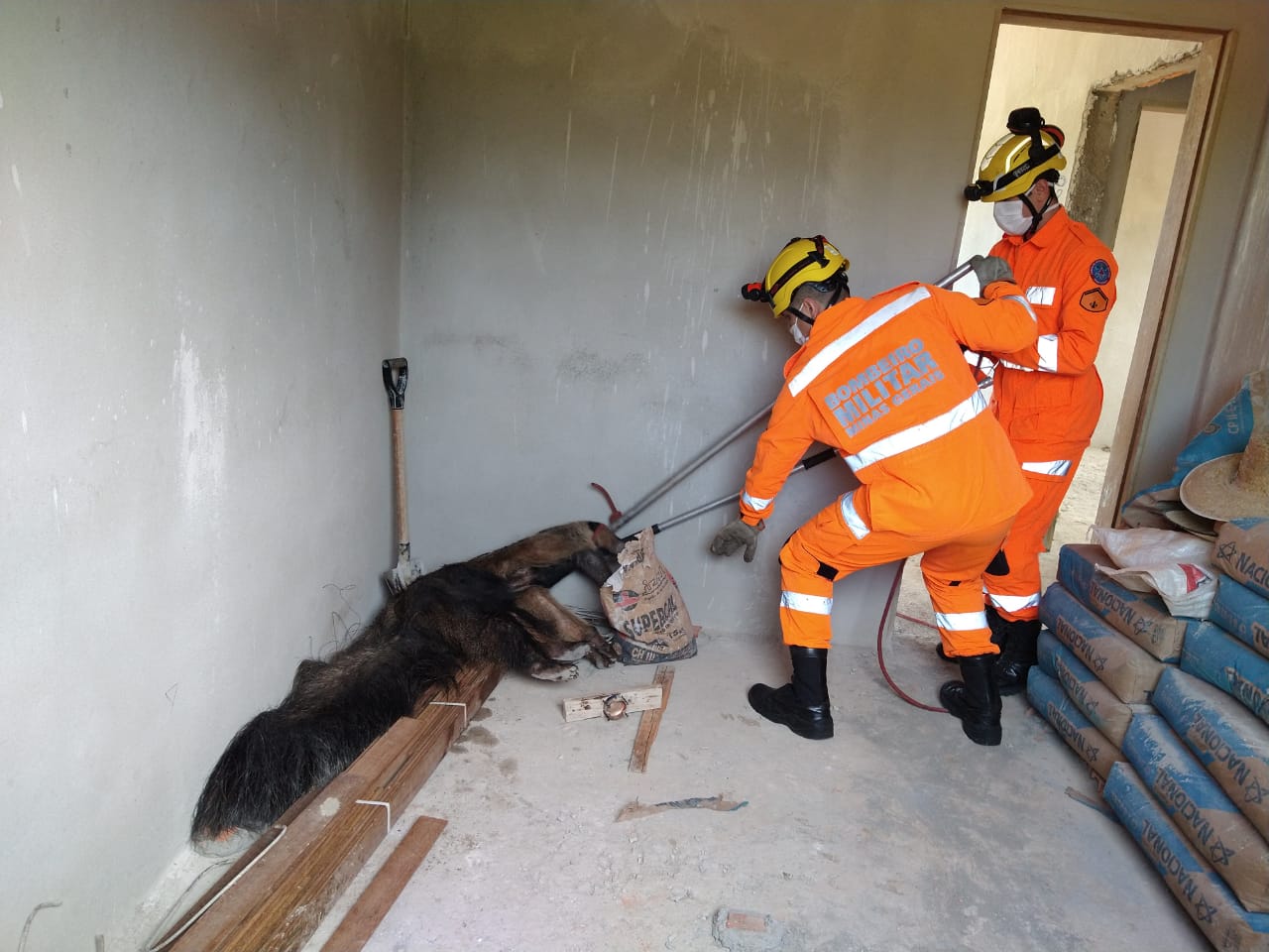 Bombeiros resgatam tamanduá em São Gonçalo do Pará