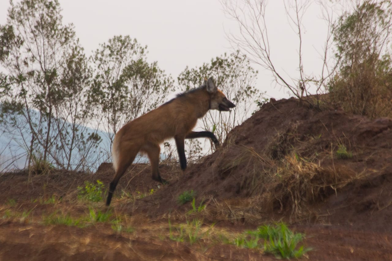 Lobo-guará recebe colar com GPS em projeto de monitoramento de espécies da Mineração Usiminas