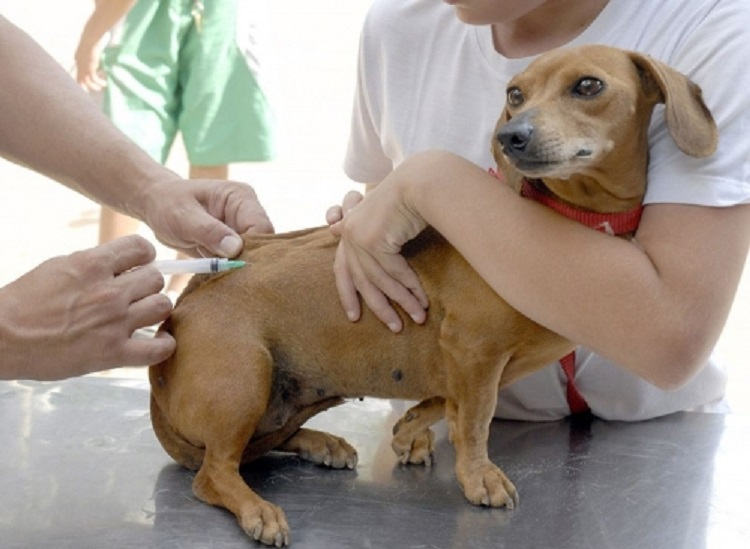 Vacinação antirrábica para cães e gatos percorrerá zona rural de Itaúna e terá Dia D em 2 de outubro