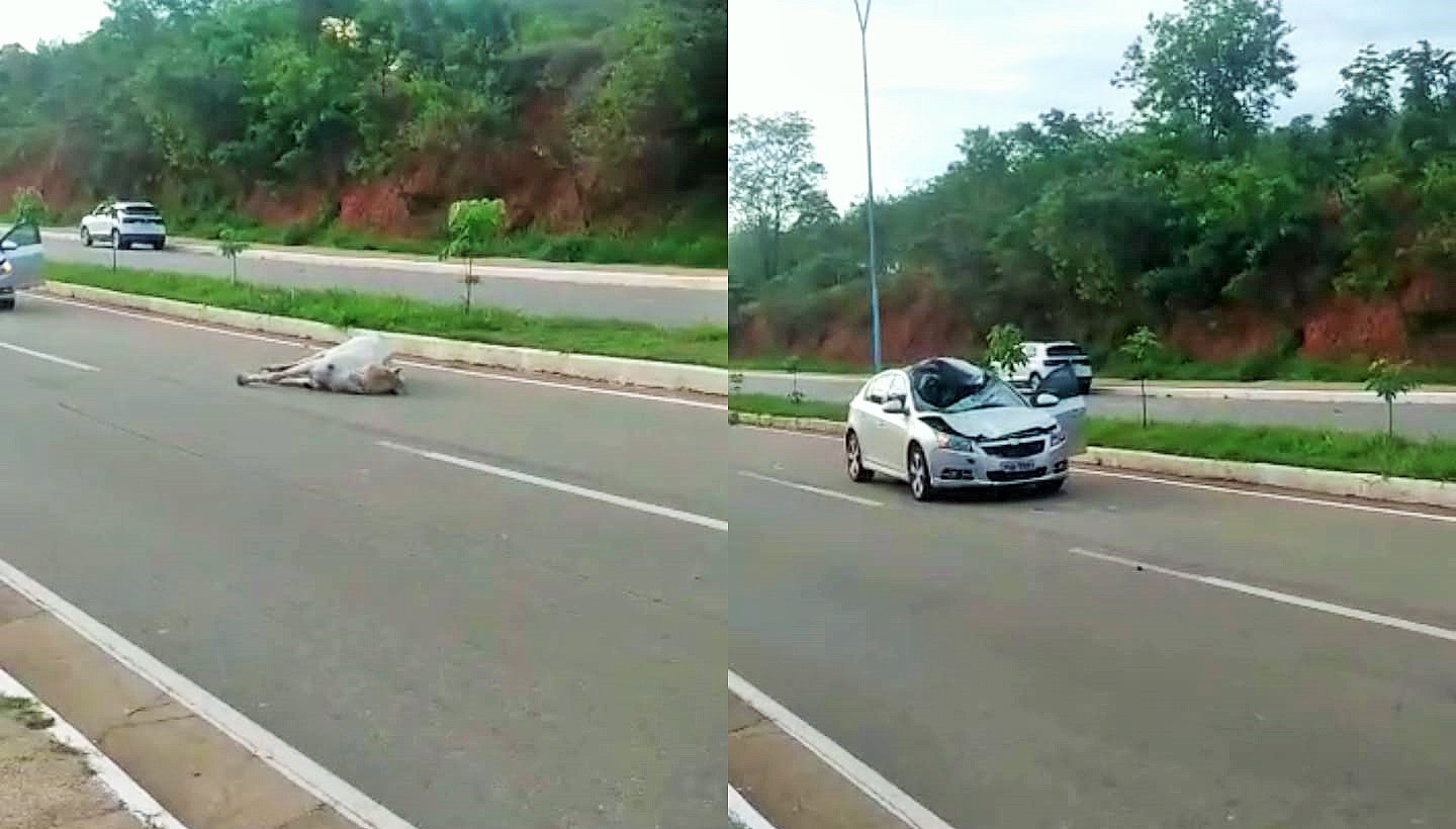 Cavalo solto causa colisão na Av. Gabriel da Silva Pereira; condutora é socorrida ao hospital