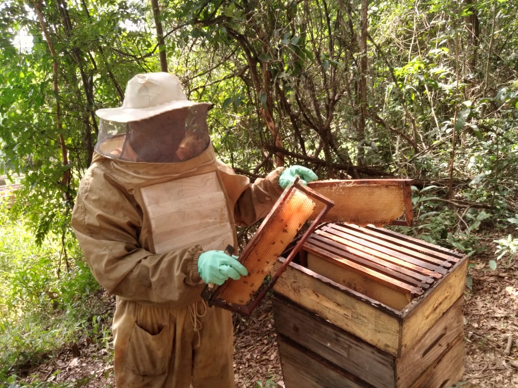 Mineração Usiminas incentiva apicultura na região da Serra Azul por meio do projeto Mina de Mel