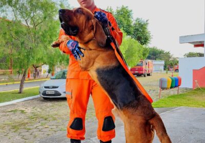 Conheça Wilson, primeiro cão de busca e salvamento do 10° Batalhão de Bombeiros Militar