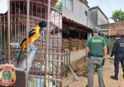 Polícia Federal e IBAMA apreendem 16 pássaros e anilhas em Itaúna