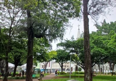 Prefeitura fará o corte de duas árvores na Praça Dr. Augusto