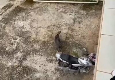 Bombeiros são acionados para captura de pitbull no Nova Vila Mozart