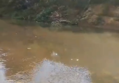 Mortandade de peixes no Rio São João é questionada por cidadão e vereadores