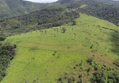 No Dia da Árvore, Usiminas aponta preservação de 5 mil hectares em Itaúna e região