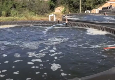 Piscicultores investem na criação de tilápias com tanques suspensos