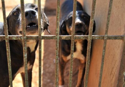 Focinheiras em pit bulls e outras raças passam a ser obrigatórias em Minas