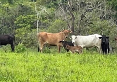 Homem é preso em flagrante por receptação de gado furtado em Itaúna