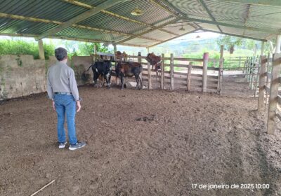 Fazendeiro agradece PM por recuperar gado furtado