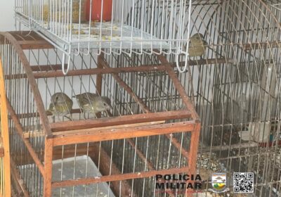 Pássaros em cativeiro geram multa de R$ 35 mil à idoso em Itaúna