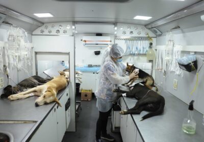 Agosto Caramelo chama atenção para a guarda responsável de cães e gatos