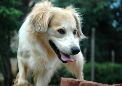 Coleira antilatido que provoca choque é proibida por lei