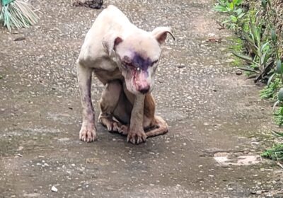 Suspeito preso por crimes contra a mulher é flagrado por maus-tratos a animais