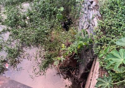 Cachorro é resgatado no Rio São João, próximo ao SESI