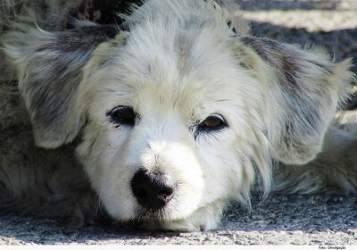 TJMG decide que guarda de pet não é Direito de Família