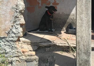 Caso de maus-tratos a cão tem suspeito ouvido e multa em Itaúna