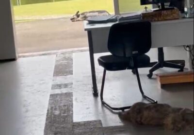 Cães no hall da Prefeitura: de quem é a responsabilidade por ataques?