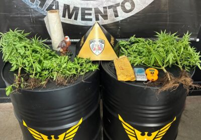 Operação localiza pés de maconha e prende homem em Itaúna