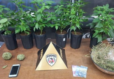 Estufa com pés de maconha é descoberta no Santa Edwiges II