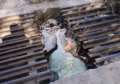 Bovino descartado em mata-burro mobiliza equipe da Prefeitura de Itaúna
