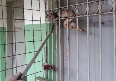 Bombeiros capturam jiboia em local de votação na zona rural de Itaúna