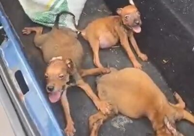 Inquérito apura maus-tratos a filhotes de cães em Itaúna